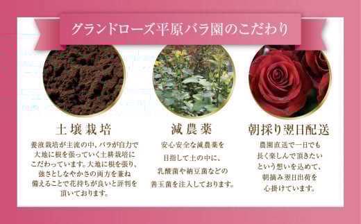 バラ 花束 大輪 ピンク 20本 (40cm) ブーケ ピンクミックス 薔薇 ローズ 生花 プレゼント 花 ギフト  植物 田原市 切り花 切花 12000円