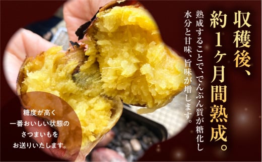 先行予約 訳あり さつまいも 10kg  サイズ無選別 紅はるか 田原市 渥美半島