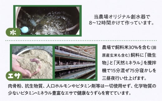 田原市産 うずらの卵 10玉入り×24パック タイデスうずら 鶉 ウズラ たまご 240個 クウェールコスモス 愛知県 田原市 国産 渥美半島 18000円