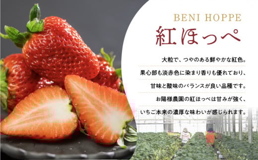 紅ほっぺ 8～15粒 2シート イチゴ いちご 苺 果物 くだもの フルーツ お陽様農園 先行受付 お取り寄せ 田原市 渥美半島 産地直送 送料無料 事前予約
