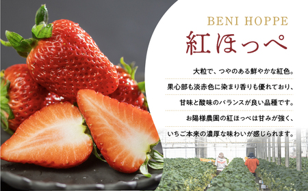 紅ほっぺ 8～15粒 2シート 2月中お届け イチゴ いちご 苺 果物 くだもの フルーツ お陽様農園 先行受付 お取り寄せ 田原市 渥美半島 産地直送 送料無料 事前予約