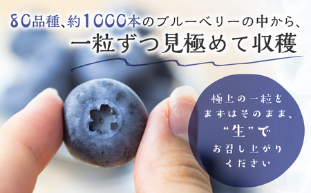 【先行予約】2026年発送　渥美半島　完熟　ブルーベリー　1kg