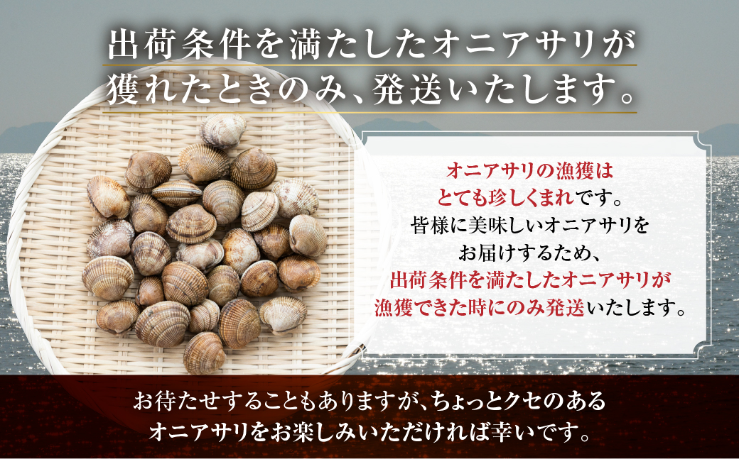 渥美産 渥美産 オニアサリ 1kg あさり