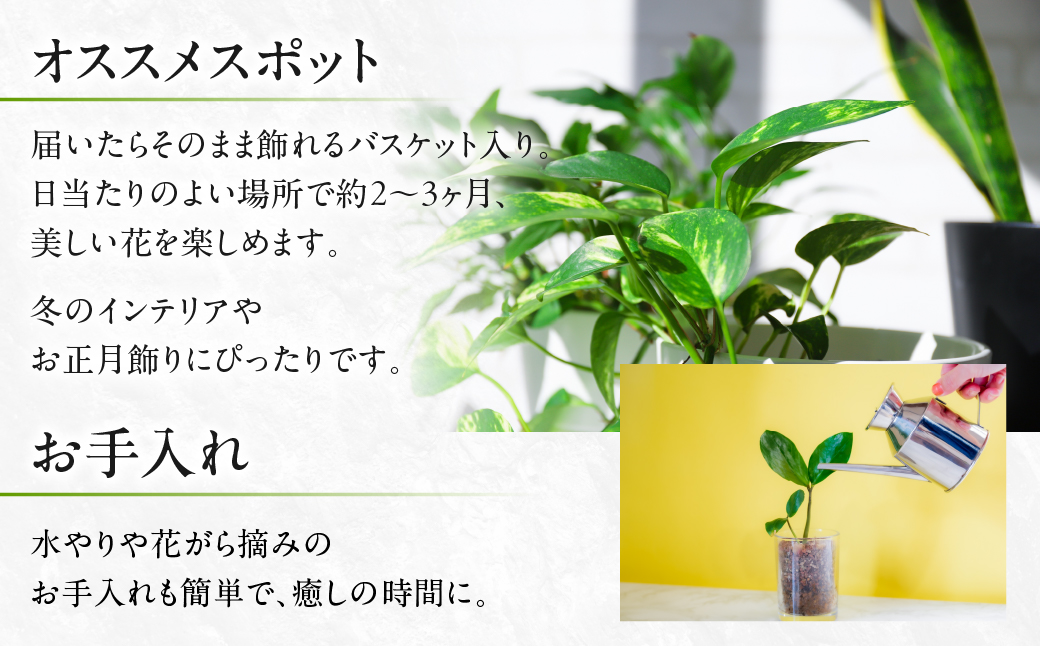 シクラメン ピンク 観葉植物 植物 5号鉢 人気 おしゃれ かわいい 初心者 枯れにくい 育てやすい お手入れ 室内 大鉢 中型 インテリア リビング 玄関 寝室 キッチン オフィス プレゼント ギフト 冬 クリスマス