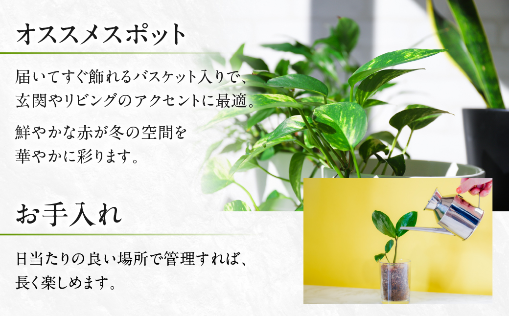 ポインセチア レッド 観葉植物 植物 5号鉢 人気 おしゃれ かわいい お手入れ 室内 大鉢 中型 インテリア リビング 玄関 寝室 キッチン オフィス プレゼント ギフト 冬 クリスマス フラワーギフト