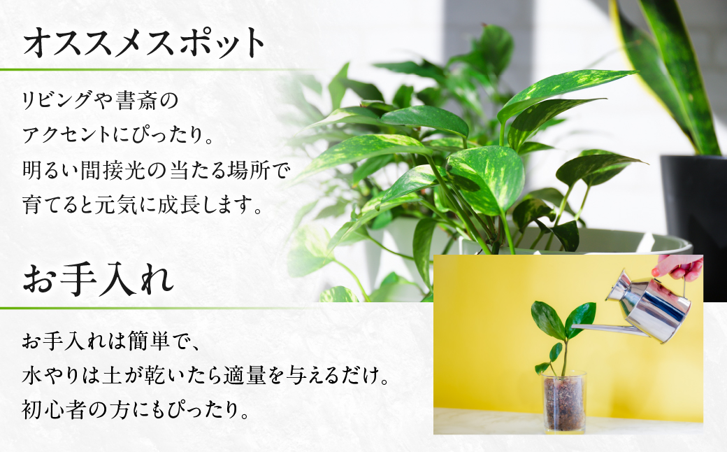 モンステラ 6号鉢 観葉植物 植物 6号鉢 人気 おしゃれ かわいい お手入れ 室内 大鉢 中型 インテリア リビング 玄関 寝室 キッチン オフィス プレゼント ギフト 新居 入居 インテリアグリーン グリーン 緑 植物