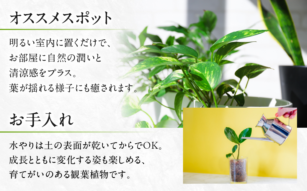 ベンジャミン 観葉植物 植物 7号鉢 人気 おしゃれ かわいい お手入れ 室内 大鉢 中型 インテリア リビング 玄関 寝室 キッチン オフィス プレゼント ギフト 新居 入居 インテリアグリーン グリーン 緑 植物