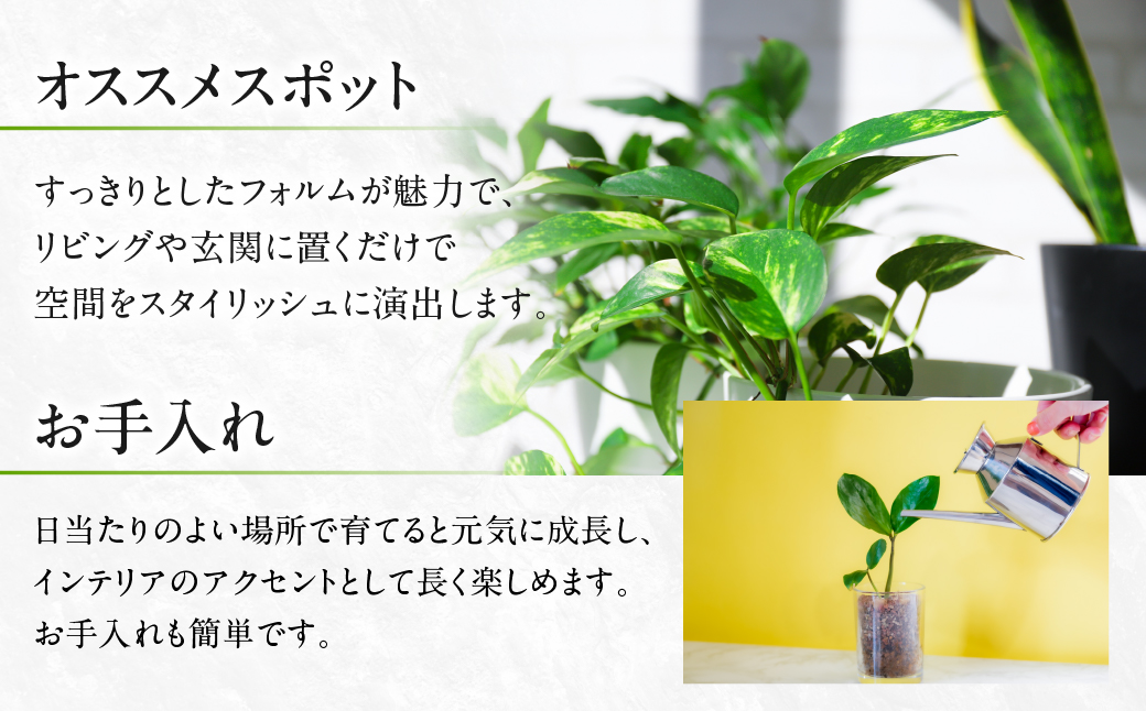 ユッカ 観葉植物 植物 5号鉢 人気 おしゃれ かわいい お手入れ 室内 大鉢 中型 インテリア リビング 玄関 寝室 キッチン オフィス プレゼント ギフト 新居 入居 インテリアグリーン グリーン 緑 植物