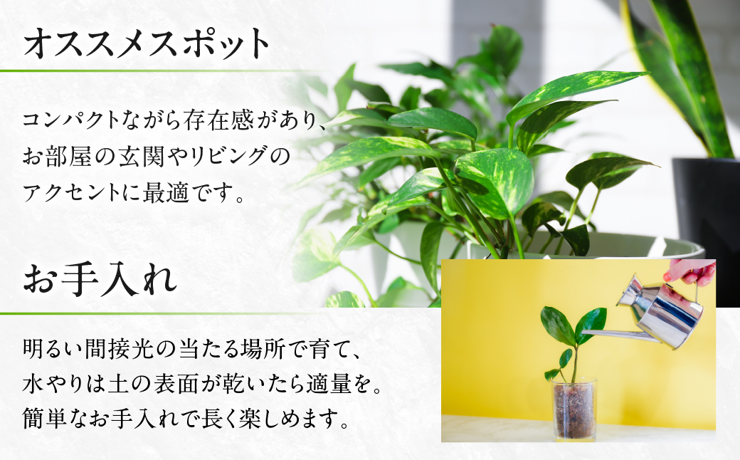 ラッキーバンブータワー 観葉植物 植物 7号鉢 人気 バンブー 竹 おしゃれ かわいい お手入れ 室内 大鉢 中型 インテリア リビング 玄関 寝室 キッチン オフィス プレゼント ギフト 新居 入居 インテリアグリーン グリーン 緑 植物