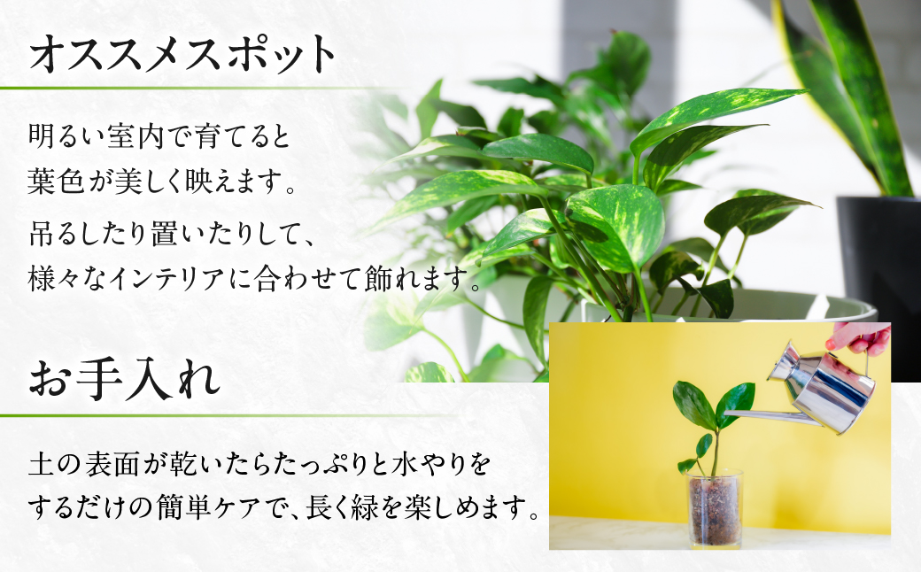 ポトス 7号鉢 観葉植物 植物 7号鉢 人気 おしゃれ かわいい お手入れ 室内 大鉢 中型 インテリア リビング 玄関 寝室 キッチン オフィス プレゼント ギフト 新居 入居 インテリアグリーン グリーン 緑 植物