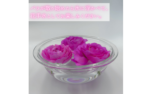 バラの花束 グランドブーケ 30本 バラ 薔薇 ローズ 母の日 結婚式 卒業式 花束 観賞用 ギフト プレゼント 贈り物 贈答用 自分用 誕生日 植物 花 フラワー 癒し フラワーバレンタイン はな 華 産地直送 田原市 送料無料 18000円