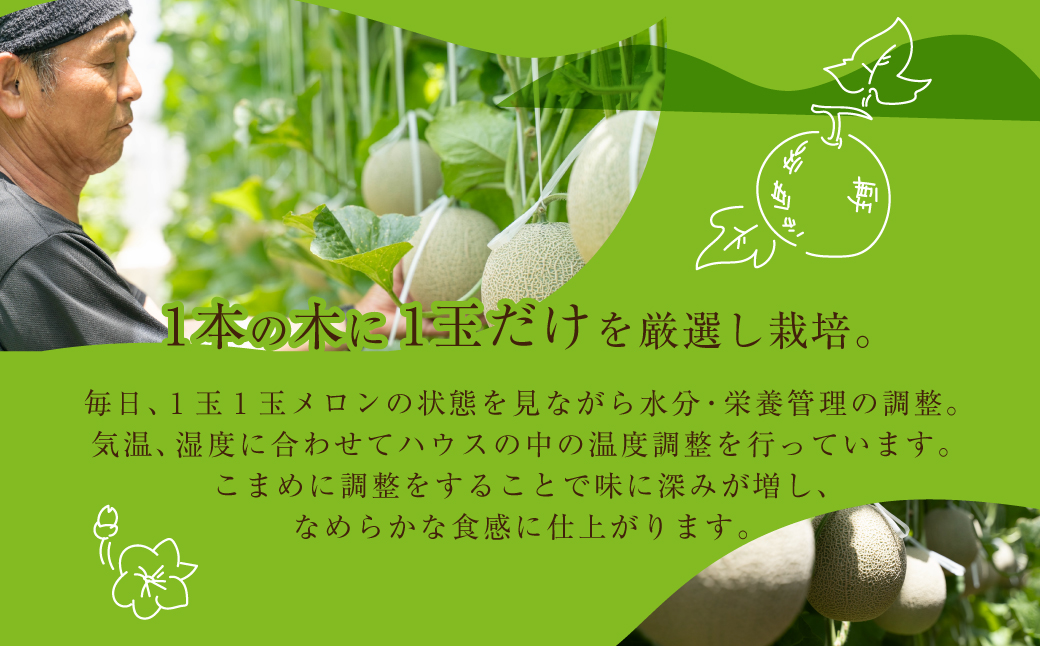 先行予約 訳あり マスクメロン L～2L 2玉 メロン 野菜ソムリエ推薦 数量限定 渥美半島 伊良湖潮風育ち 田原市 ご自宅用 お取り寄せ 産地直送 送料無料 12000円