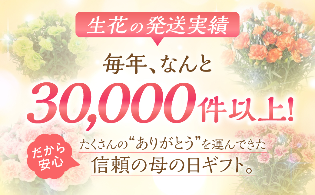 《母の日までにお届け》【ピンク】カーネーション 鉢植え 5号鉢 花 フラワー ギフト 母の日 贈り物 プレゼント 母 ママ お母さん ありがとう 感謝 贈答 鉢