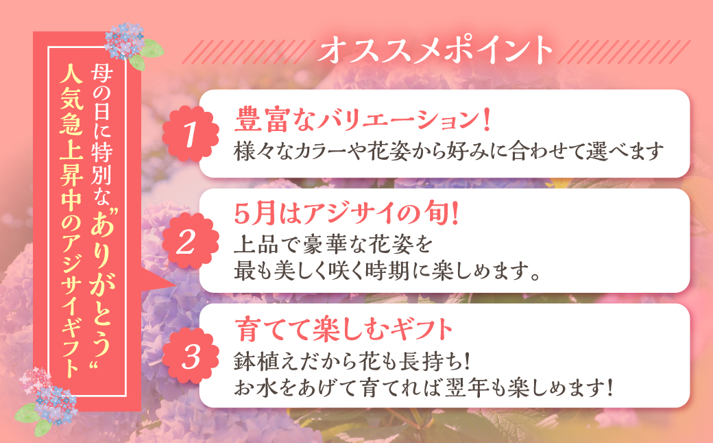 《母の日までにお届け》アジサイ【伊予獅子てまり】 アジサイ あじさい 紫陽花 花 鉢植え 鉢 鉢花 花 観葉植物 植物 5号鉢 人気 おしゃれ かわいい 母の日 プレゼント 贈り物 贈答 ギフト 冬 フラワーギフト 母の日 ありがとう お母さん 母 記念日