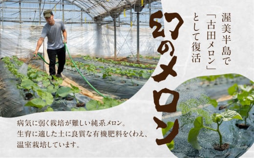 先行予約 渥美半島石井農園・純系古田メロン2玉 【2026年7月発送】 純系 箱詰め メロン フルーツ 果物 お取り寄せ 渥美半島 産地直送 幻 希少品 田原市 送料無料 20,000円