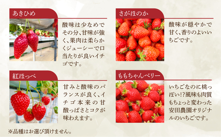 先行予約 菜の花いちご6～8粒入 4パック 大粒 2026年1月～発送開始 イチゴ いちご 苺 果物 くだもの フルーツ 贅沢品 贈答品 高級品 ブランド 先行予約 お取り寄せ 田原市 産地直送 送料無料 事前予約 品種お任せ あきひめ 紅ほっぺ さがほのか