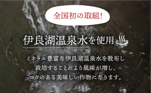 【愛知県・田原産】先行予約 フローズンいちご 約1kg×2袋 ／ 冷凍いちご 苺 イチゴ 紅ほっぺ フルーツ 果物 冷凍 アイス スムージー 愛知県 産地直送 田原市