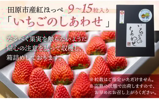 【愛知県・田原産】ブランドいちご「いちごのしあわせ」約9粒～15粒 ／ 苺 イチゴ フルーツ 果物 農薬節減 愛知県 特産品 産地直送 田原市 渥美半島