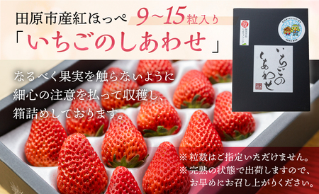 【愛知県・田原産】ブランドいちご「いちごのしあわせ」約9粒～15粒 4月中お届け ／ 苺 イチゴ フルーツ 果物 農薬節減 愛知県 特産品 産地直送 田原市 渥美半島