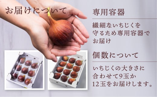 先行予約 完熟 いちじく［極］ 2026年6月～お届け いちじく イチジク フルーツ 果物