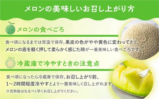 先行予約　渥美半島産 マルカ農園のマスクメロン 2玉 (1玉1.5kg以上) めろん 箱詰め フルーツ 果物 田原市 産地直送 夏 12000円