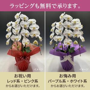 胡蝶蘭 大輪 白色 3本立ち 訳あり (25輪以上) 中村洋ラン 陶器鉢寄せ植え ギフト 鉢花 蘭 プレゼント 洋ラン 生花 お花 お祝い 贈り物 田原市 【渥美半島たはらブランド】