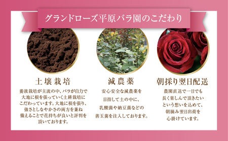 バラ 花束 大輪 赤 30本 (40cm) ブーケ 薔薇 ローズ 生花 観賞用 プレゼント 花 ギフト 誕生日 植物 フラワー 土壌栽培 産地直送 田原市 人気 切り花 切花