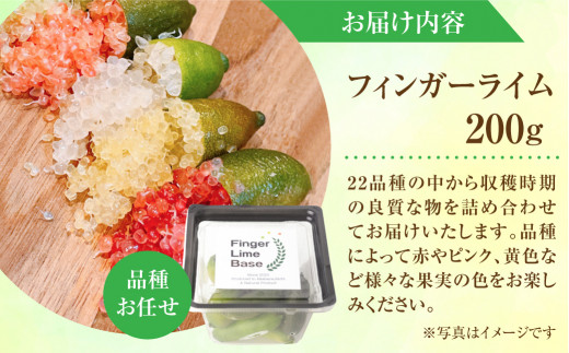 先行予約 フィンガーライムアソート 果実 200g 詰め合せ 品種お任せ フィンガーライム FINGER LIME JAPAN公認 キャビアライム フルーツキャビア 森のキャビア 柑橘 愛知県 田原市 渥美半島 国産 25000円