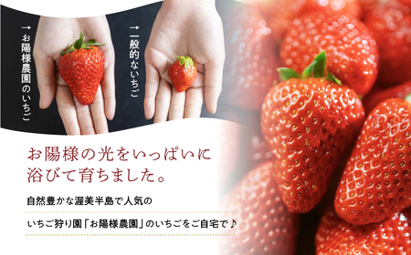 紅ほっぺ 8～15粒 2シート 4月中お届け イチゴ いちご 苺 果物 くだもの フルーツ お陽様農園 先行受付 お取り寄せ 田原市 渥美半島 産地直送 送料無料 事前予約