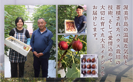 先行予約 春の希少な いちじく 極 9-12玉 完熟 大玉 ( 4月 / 5月 ) フルーツ 【専用箱】入手困難 果物