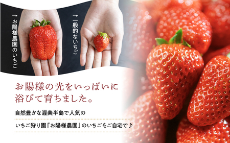 【先行予約】 濃厚 大粒 いちご 紅ほっぺ プレミアム  8粒 2シート 2月中お届け お陽様農園 産地直送 愛知県 田原市産