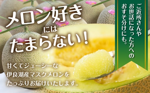 先行予約 伊良湖産 マスクメロン 5玉入り 6箱 計30玉 メロンフルーツ