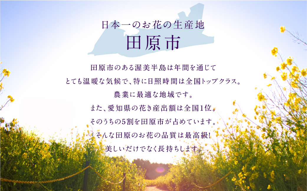 ミニクリスマスツリー 観葉植物 植物 3号鉢 ツリー 人気 おしゃれ かわいい お手入れ 室内 大鉢 中型 インテリア リビング 玄関 寝室 キッチン オフィス プレゼント ギフト 冬 クリスマス フラワーギフト