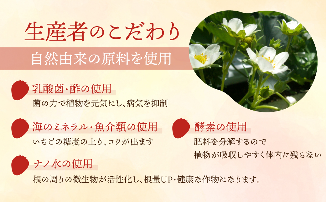 ≪先行予約≫【愛知県・田原産】ブランドいちご「いちごのしあわせ」4パック（約260g×4P） お届け月指定なし／ 苺 イチゴ フルーツ 果物 農薬節減 愛知県 特産品 産地直送 田原市 渥美半島