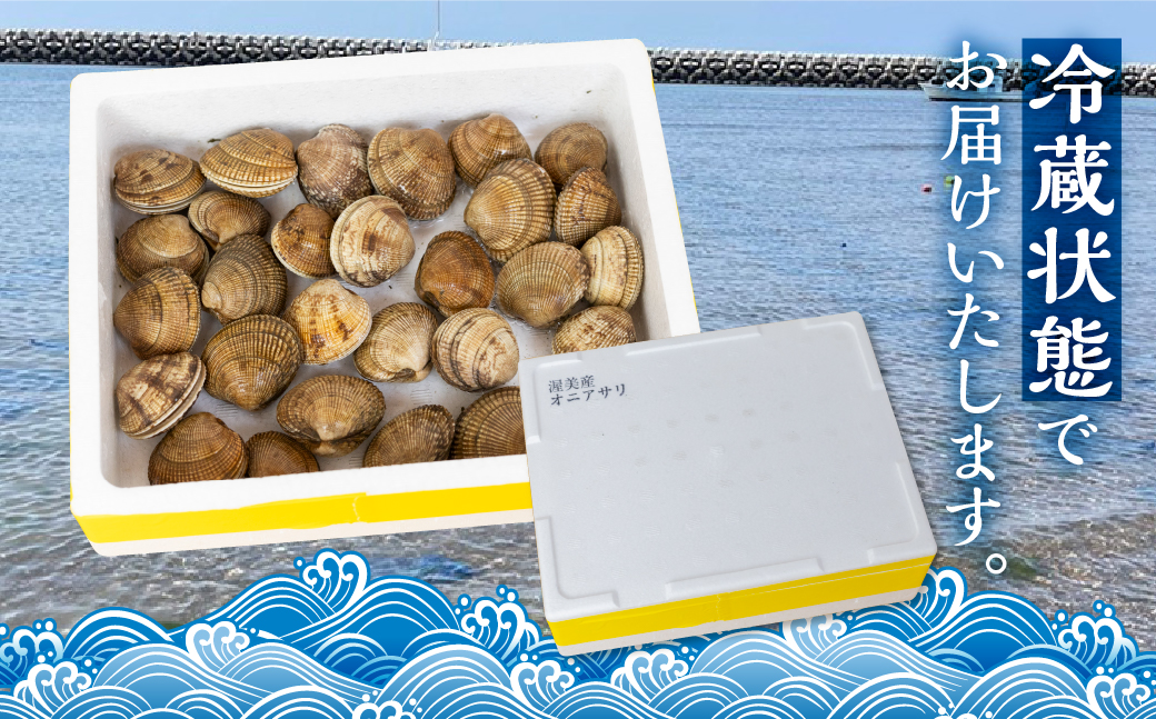 渥美産 渥美産 オニアサリ 1kg あさり