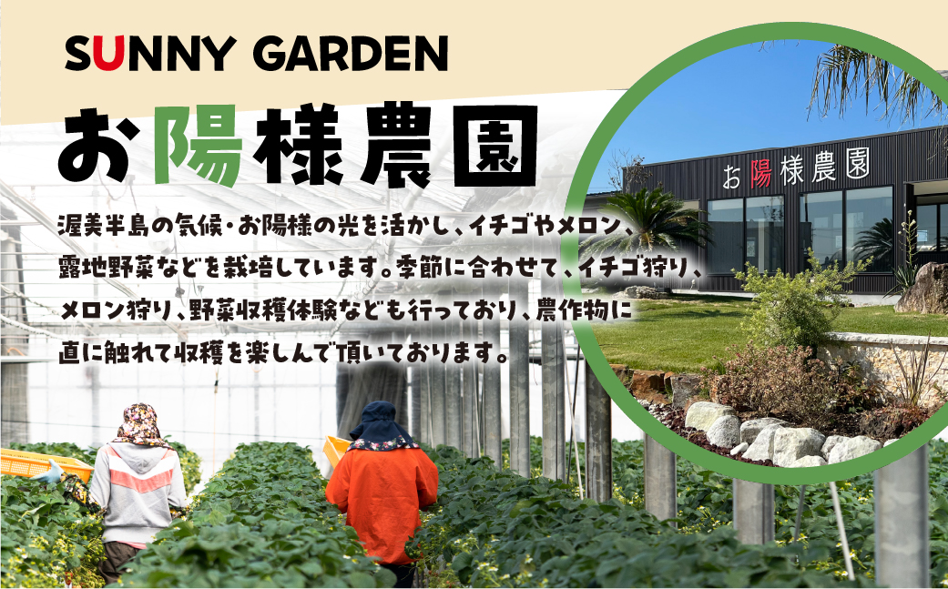 【先行予約】2026年1月～順次発送 濃厚 大粒  プレミアムいちご 紅ほっぺ 2回お届け 定期便 大粒いちご 2シート  お陽様農園 産地直送 愛知県 田原市産いちご プレミアムいちご