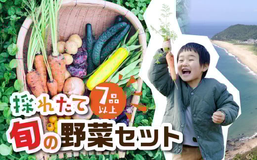 【渥美半島より新鮮野菜をお届けします】 旬彩野菜バスケット 約3kg ／ 季節野菜 採れたて 露地栽培 旬 愛知県 特産品 産地直送 田原市 渥美半島