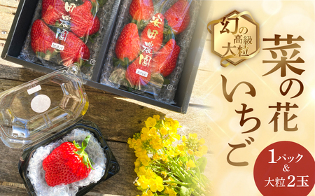 先行予約 菜の花いちご 1パック(6～8粒入)・大粒2玉 2026年1月～発送開始 イチゴ いちご 苺 果物 くだもの フルーツ 贅沢品 贈答品 高級品 ブランド 先行予約 お取り寄せ 田原市 産地直送 送料無料 事前予約 品種お任せ あきひめ 紅ほっぺ さがほのか