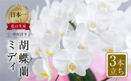 中村洋ランの胡蝶蘭　ミディ系白色3本陶器鉢寄せ植え