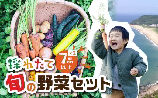 【渥美半島より新鮮野菜をお届けします】　旬彩野菜バスケットL　約6kg ／ 季節野菜 採れたて 露地栽培 旬 愛知県 特産品 産地直送 田原市 渥美半島