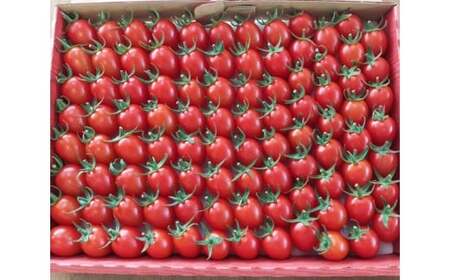 《先行予約》とまとのこころ（ミニトマトアイコプレミアム）約1kg ／ とまと 自然農法 完熟 愛知県