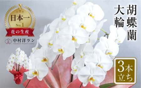 中村洋ラン  胡蝶蘭 大輪 3本立ち 白 ラッピング ／ お花 生花 室内装飾 愛知県 特産品 産地直送 田原市 渥美半島
