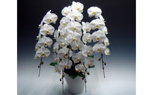 中村洋ランの胡蝶蘭　大輪　5本立ち　白 ／ お花 生花 室内装飾 愛知県 特産品 産地直送 田原市 渥美半島