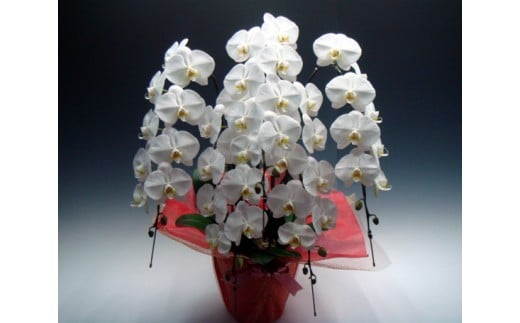 中村洋ランの胡蝶蘭　大輪　5本立ち　白　ラッピング ／ お花 生花 室内装飾 愛知県 特産品 産地直送 田原市 渥美半島