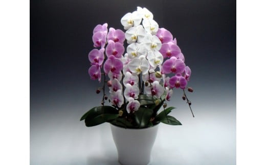 中村洋ランの胡蝶蘭　大輪　5本立ち　ミックス（白・ピンク・白赤） ／ お花 生花 室内装飾 愛知県 特産品 産地直送 田原市 渥美半島