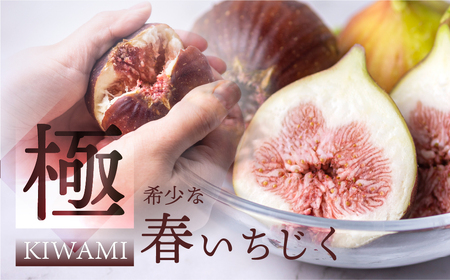 先行予約 春の希少な いちじく 極 9-12玉 完熟 大玉 ( 4月 / 5月 ) フルーツ 【専用箱】入手困難 果物