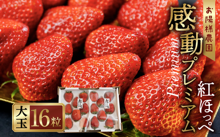 【先行予約】 濃厚 大粒 いちご 紅ほっぺ プレミアム  8粒 2シート 2月中お届け お陽様農園 産地直送 愛知県 田原市産