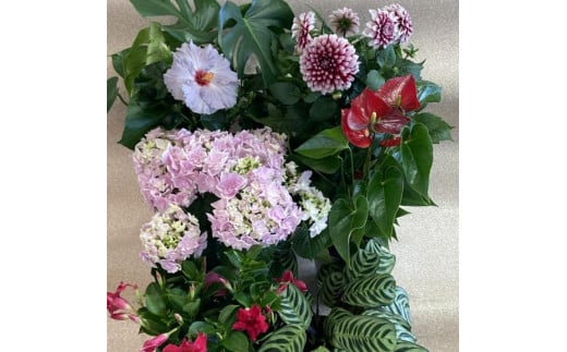 花き産出額日本一！渥美半島田原産鉢花