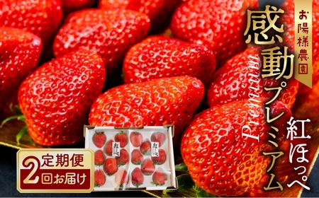 【先行予約】2026年1月～順次発送 濃厚 大粒  プレミアムいちご 紅ほっぺ 2回お届け 定期便 大粒いちご 2シート  お陽様農園 産地直送 愛知県 田原市産いちご プレミアムいちご