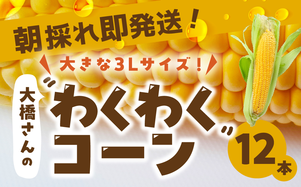 朝採れ即発送！大橋農園のトウモロコシ わくわくコーン 12本 大きい とうもろこし トウモロコシ コーン 新鮮 朝採れ 即発送 農家直送 送料無料 渥美半島 田原市 愛知県